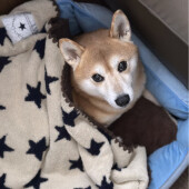 動物病院に行く犬の反応に関するアンケート