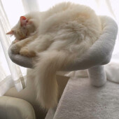 猫の頭突きに関するアンケート