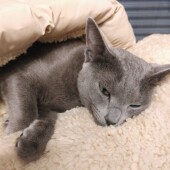 大人と子どもに対する猫の態度の違いに関するアンケート