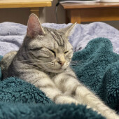 愛猫の関係「下僕」に関するアンケート