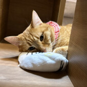 家族に対する猫の好き・嫌いに関するアンケート