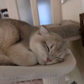 鳴く猫に関するアンケート