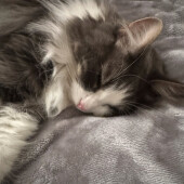 猫の威嚇に関するアンケート