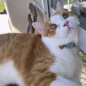 猫と同居するほかの動物との関係性に関するアンケート