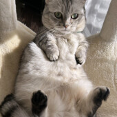 ボーッとする猫に関するアンケート