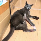 人に心を許す猫に関するアンケート