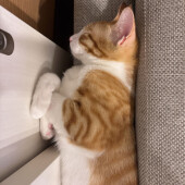 猫の甘えに関するアンケート