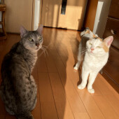 来客時の猫の行動に関するアンケート