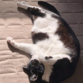 猫に嫌がられた“おせっかい”に関するアンケート