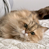 特定の物に対して逃げ出す猫に関するアンケート