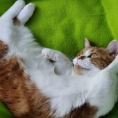 電話を邪魔する猫に関するアンケート