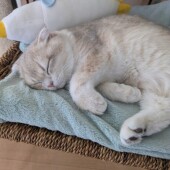 失敗する猫に関するアンケート