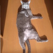 病院を嫌がる猫に関するアンケート