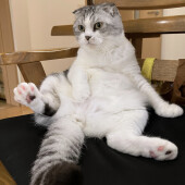 映像を見る猫の行動に関するアンケート