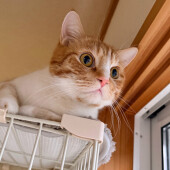 呼ぶと返事をする猫に関するアンケート