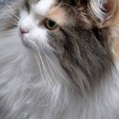 お手入れを嫌がる猫に関するアンケート