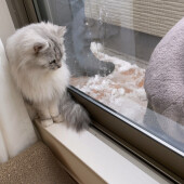 猫から“塩対応”された経験に関するアンケート