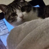 風呂あがりの飼い主にたいして猫がとる行動に関するアンケート