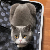 猫の好きな場所に関するアンケート