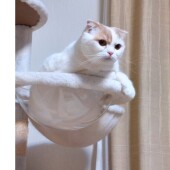 猫との生活で上がった幸福度に関するアンケート