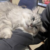 猫の苦手な音に関するアンケート