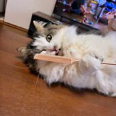 猫のヘソ天に関するアンケート