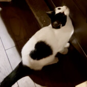 しっぽで返事をする猫に関するアンケート