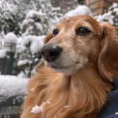 「いたずらの後にごまかすしぐさをする犬」に関するアンケート