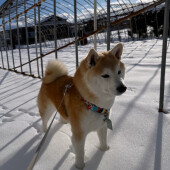 「愛犬に薬を飲ませる際にうまくいかなかった経験」に関するアンケート