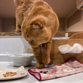 猫から「監視」された経験に関するアンケート