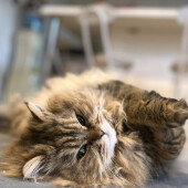 子猫の保護に関するアンケート