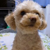 飼い主さんが電話をしているときの愛犬の反応に関するアンケート