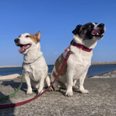 飼い主さんの帰宅時に“おもちゃ”を持ってくる犬に関するアンケート