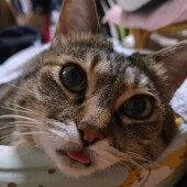 飼い主さんのトイレやお風呂についてくる猫に関するアンケート