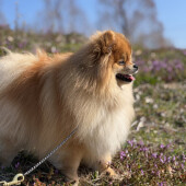 玄関で飼い主さんの帰りを待つ犬の行動に関するアンケート