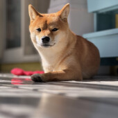 犬「春の換毛期」に関するアンケート