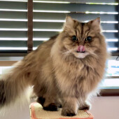 普段はそっけない猫の甘える行動に関するアンケート