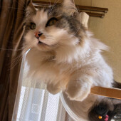 猫と“気持ちが通じ合った”と感じた経験に関するアンケート