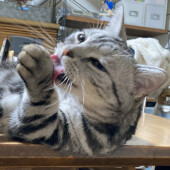 目が合ったときの猫の反応に関するアンケート