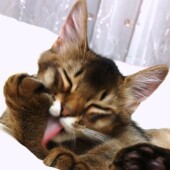 おなかを見せる猫に関するアンケート