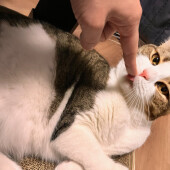 猫の身体能力の高さに関するアンケート