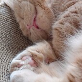 猫を怒らせた経験に関するアンケート