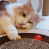 猫を飼い始めたきっかけに関するアンケート