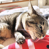 ぬれるのを嫌がる猫に関するアンケート