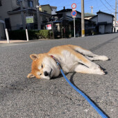 飼い主さんの足を枕にする犬の行動に関するアンケート