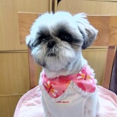笑っている飼い主さんに反応する犬に関するアンケート