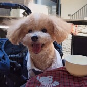 飼い主さんのスリッパや靴に反応する犬に関するアンケート