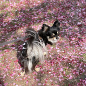 梅雨時の犬の体調に関するアンケート
