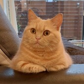 猫との距離感に関するアンケート