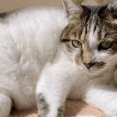 猫が自分からちょっかいをかける相手に関するアンケート